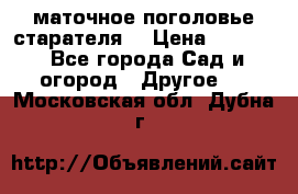 маточное поголовье старателя  › Цена ­ 3 700 - Все города Сад и огород » Другое   . Московская обл.,Дубна г.